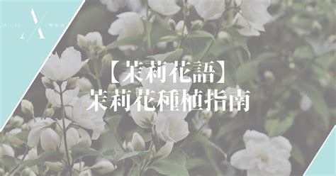 種茉莉花|【茉莉花語】茉莉花種植指南：家居日常養殖要點